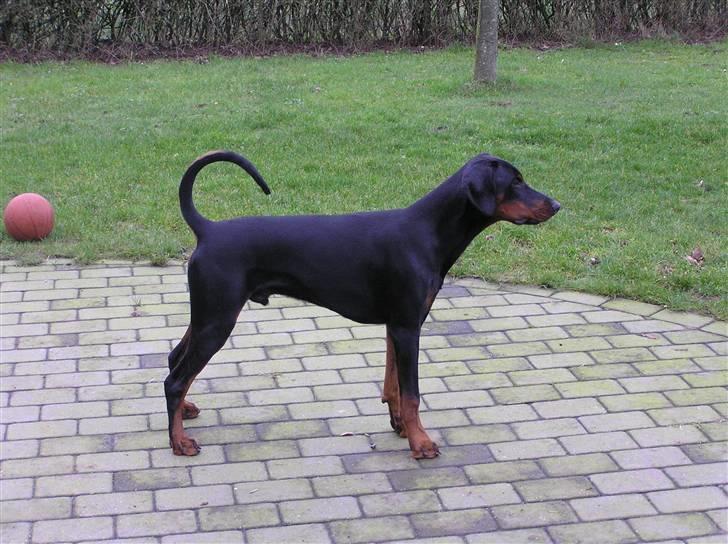 Dobermann Raphael's Grieg (Zaki) - Lærte tidligt at stå pænt. billede 4