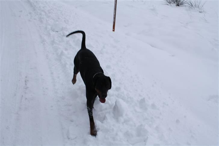 Dobermann Raphael's Grieg (Zaki) - En tur i den dejlige sne. billede 5