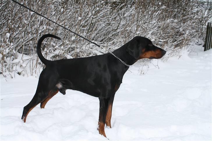 Dobermann Raphael's Grieg (Zaki) - Stååå... billede 6