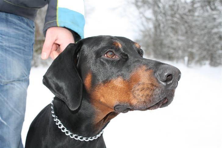 Dobermann Raphael's Grieg (Zaki) billede 7