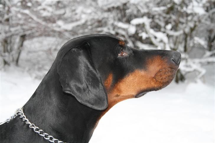 Dobermann Raphael's Grieg (Zaki) billede 8