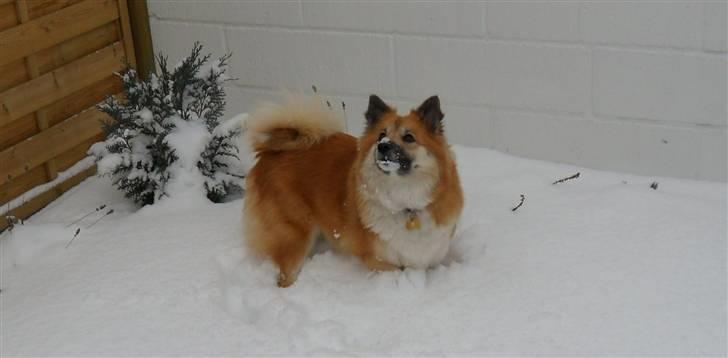 Islandsk fårehund Sælgæti's Una billede 15