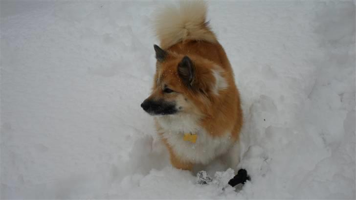 Islandsk fårehund Sælgæti's Una billede 16