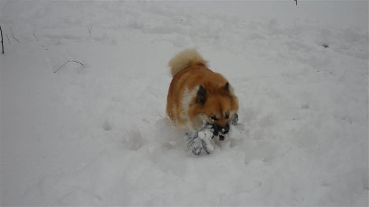 Islandsk fårehund Sælgæti's Una billede 17
