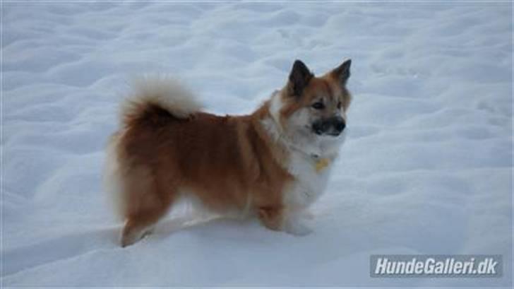 Islandsk fårehund Sælgæti's Una billede 18