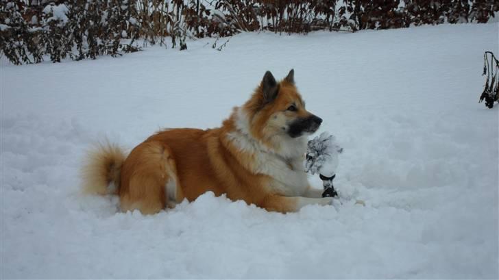 Islandsk fårehund Sælgæti's Una billede 19