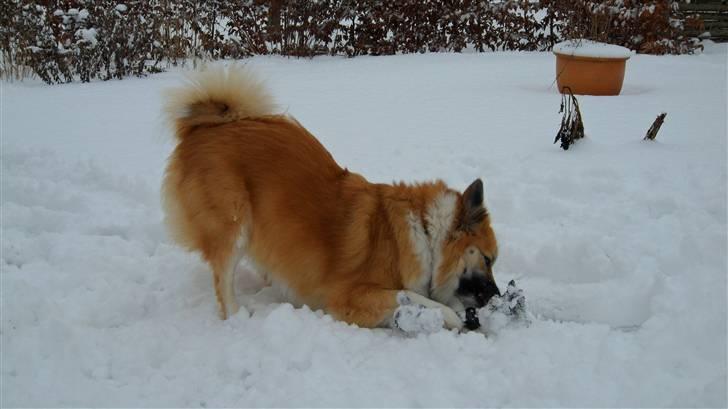 Islandsk fårehund Sælgæti's Una billede 20