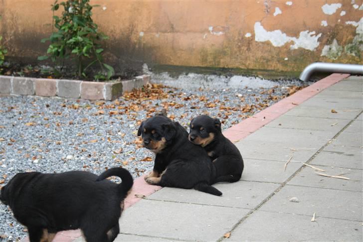 Rottweiler Freja - små tykke bamser billede 12