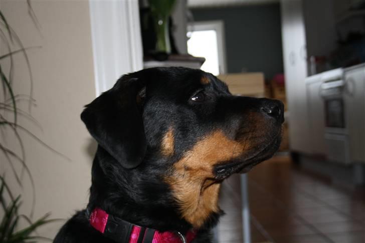 Rottweiler Freja billede 13