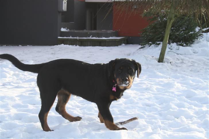 Rottweiler Freja billede 14