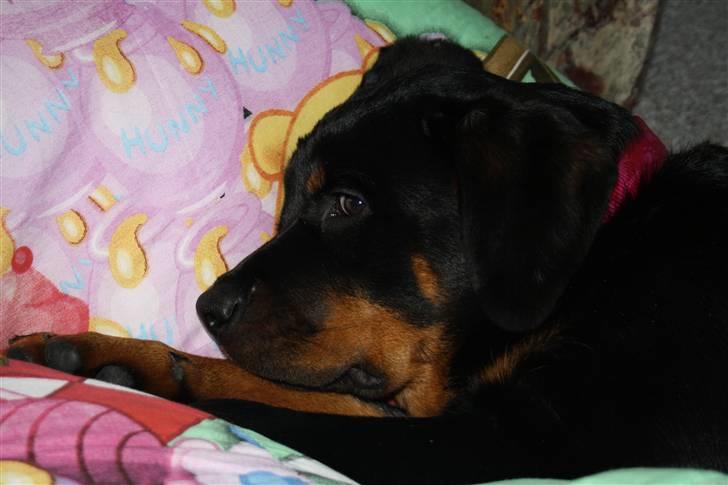 Rottweiler Freja billede 15