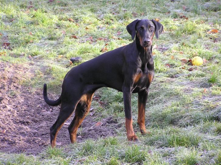 Dobermann Raphael's Izette Jinxix  billede 1