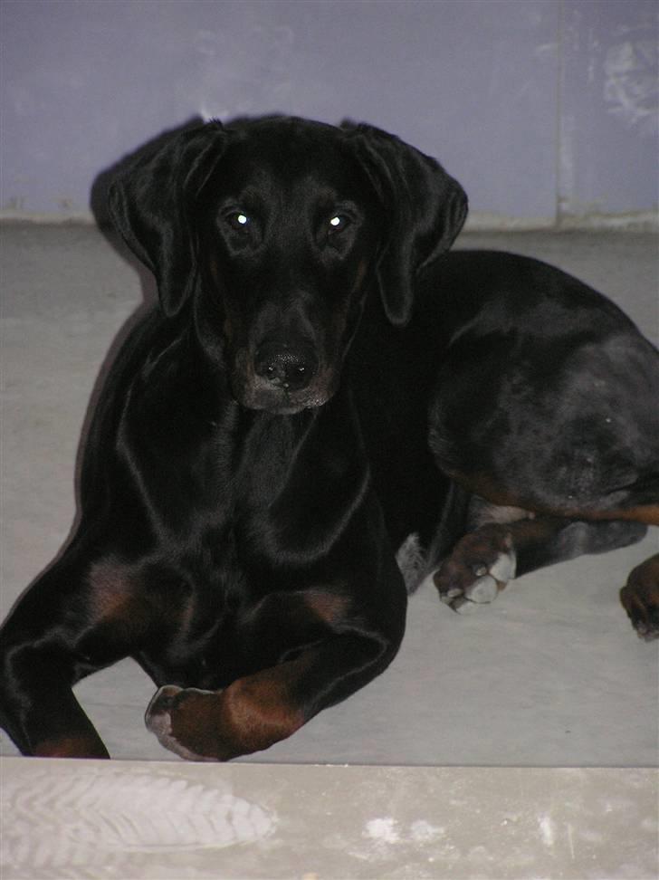 Dobermann Raphael's Izette Jinxix  - Holder øje med om farmand laver arbejdet ordentligt :) billede 2