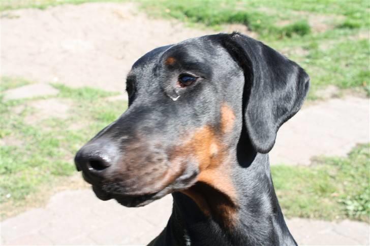 Dobermann Raphael's Izette Jinxix  - En dag i haven i det dejlige solskinsvejr. billede 3
