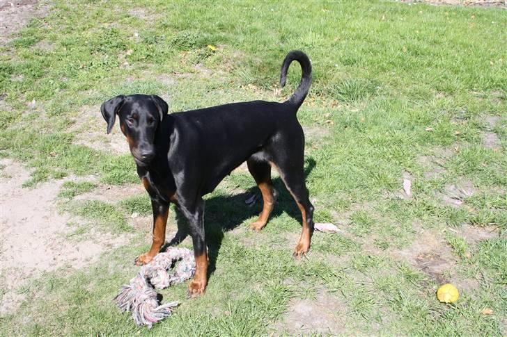 Dobermann Raphael's Izette Jinxix  - Skal vi lege... billede 4