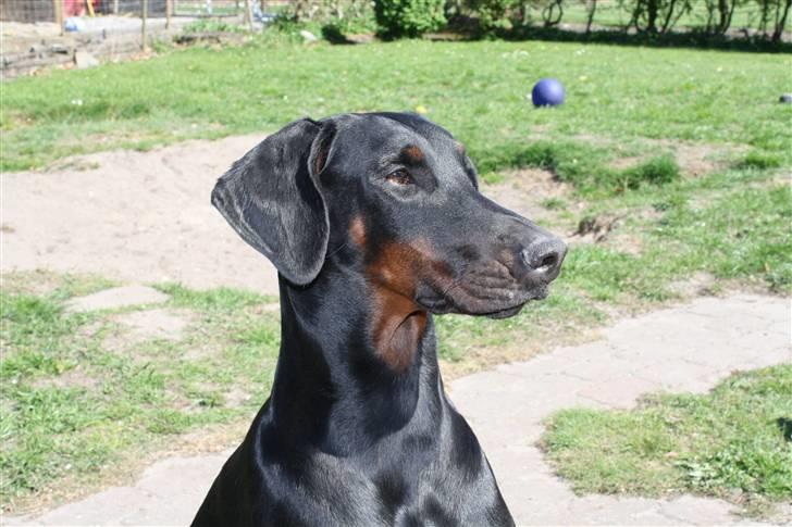 Dobermann Raphael's Izette Jinxix  - Sidder igen og soler sig. billede 5