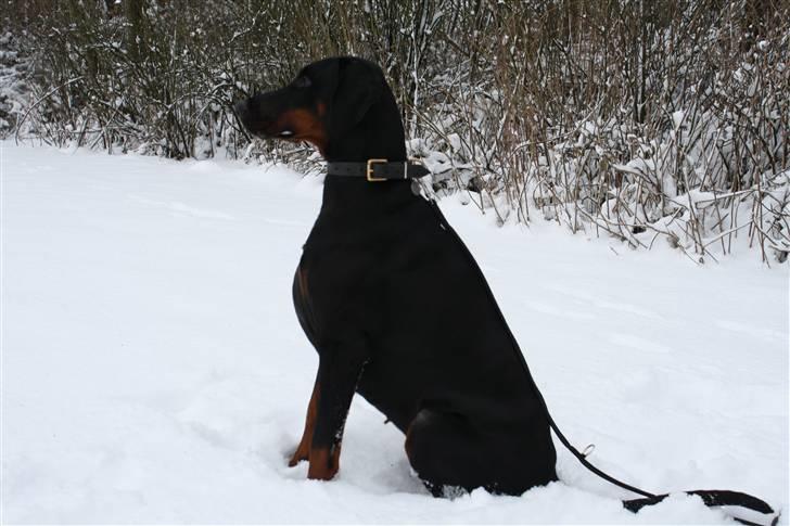 Dobermann Raphael's Izette Jinxix  billede 6