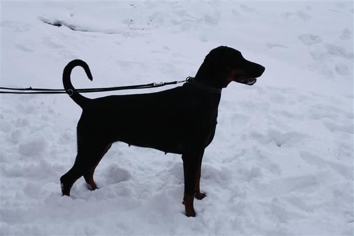 Dobermann Raphael's Izette Jinxix  billede 7