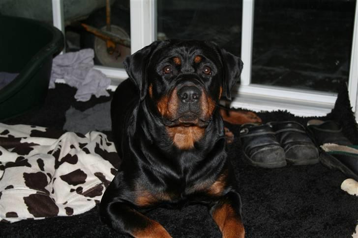 Rottweiler Luna - Luna åhh Luna billede 1