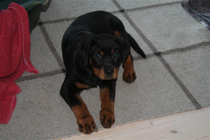 Rottweiler Luna - hej billede 2