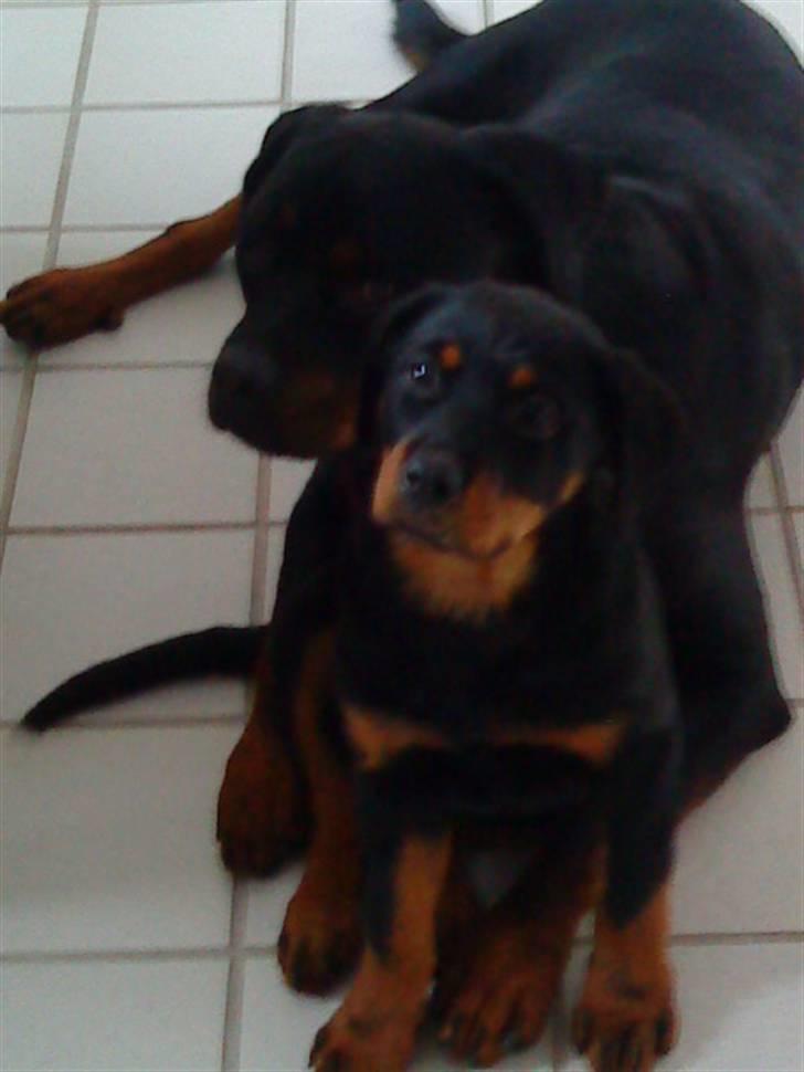 Rottweiler Luna - Mig og Max hygger rigtig. billede 3