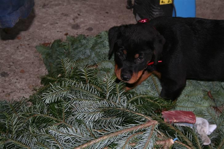 Rottweiler Luna - Gå vek I må ik se mit hemmelige sted billede 4