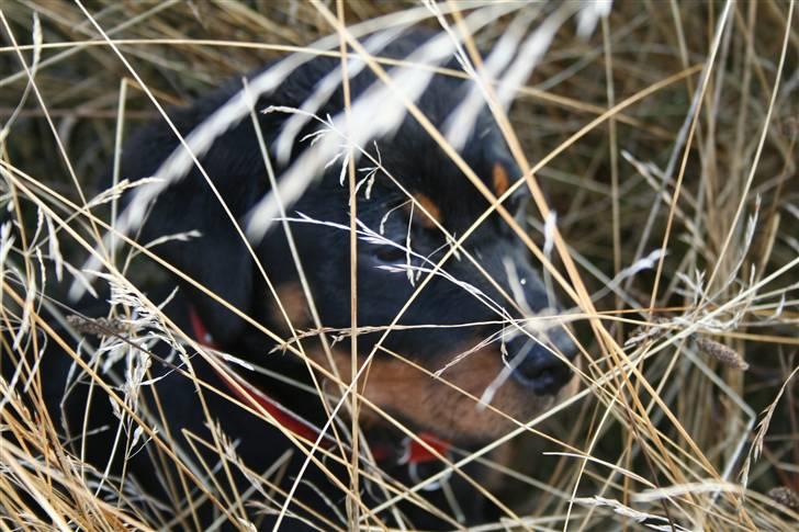 Rottweiler Luna - skal vi lege gemme-leg? billede 5