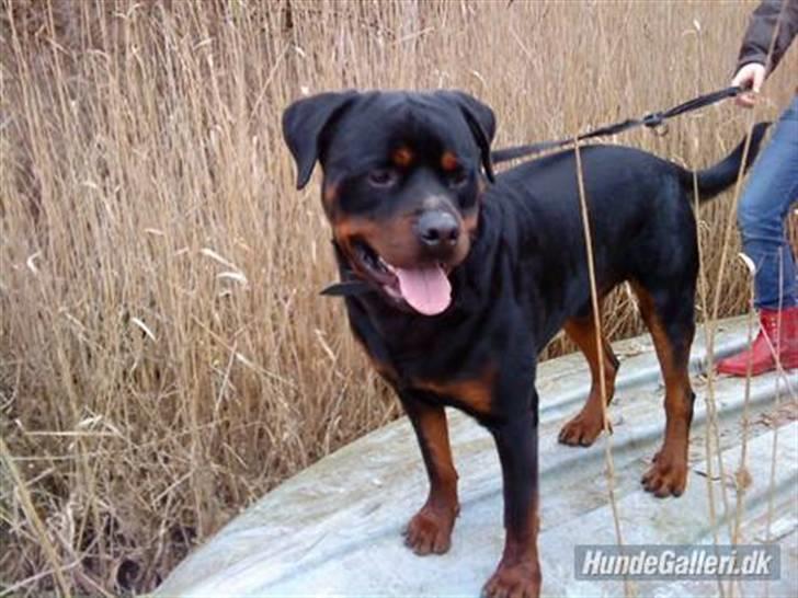 Rottweiler max billede 18