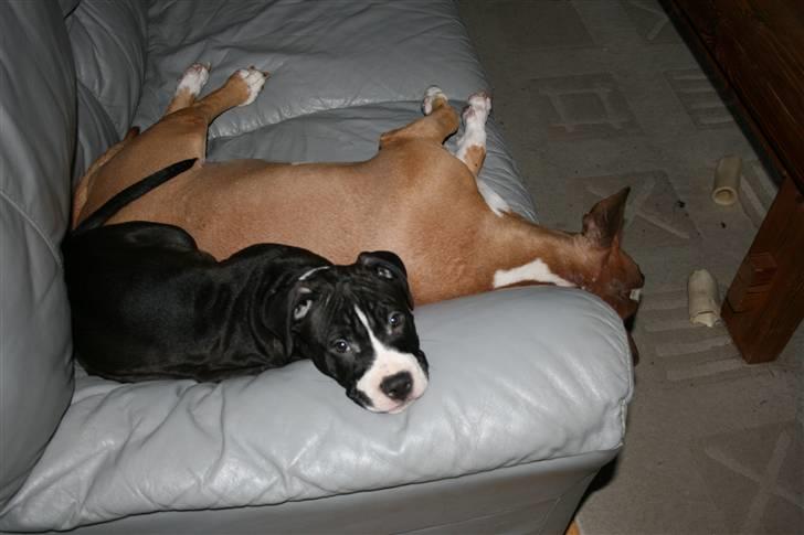 Amerikansk staffordshire terrier Homer - Homer og Atia <3 billede 6
