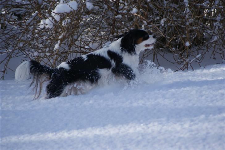 Cavalier king charles spaniel Nynne billede 7
