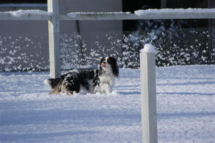 Cavalier king charles spaniel Nynne billede 8