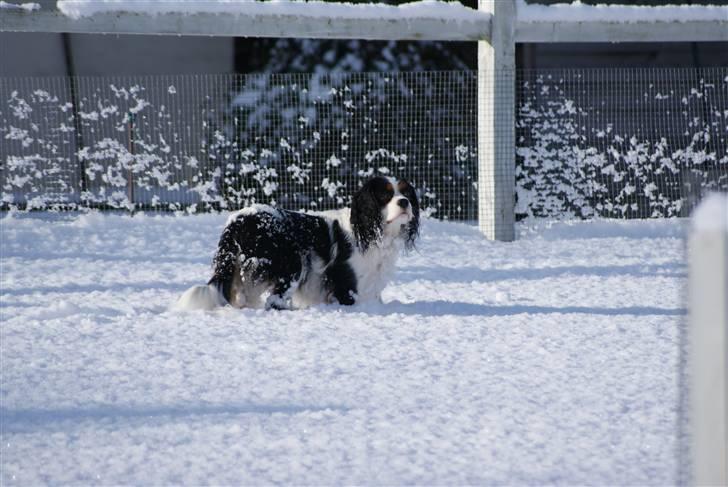 Cavalier king charles spaniel Nynne billede 9