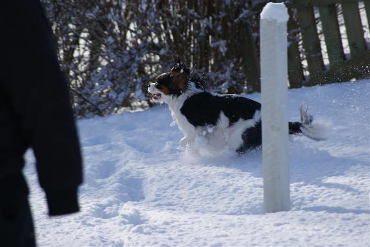 Cavalier king charles spaniel Nynne billede 10