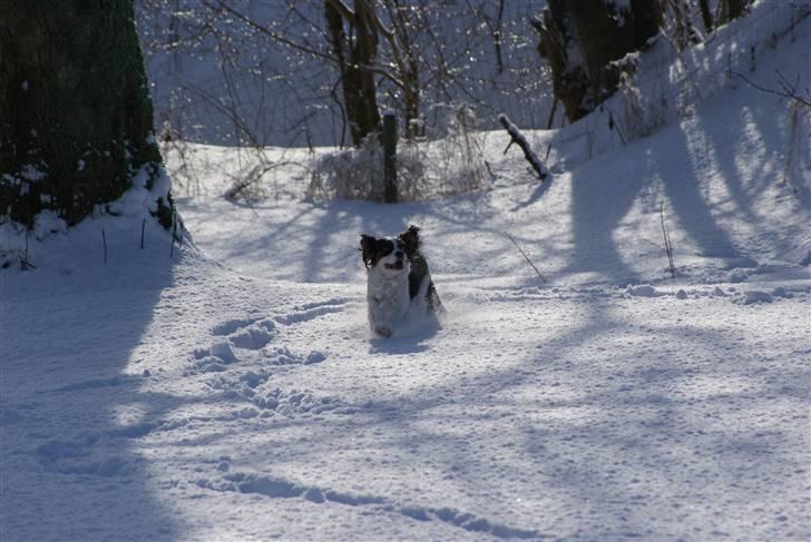 Cavalier king charles spaniel Nynne billede 11