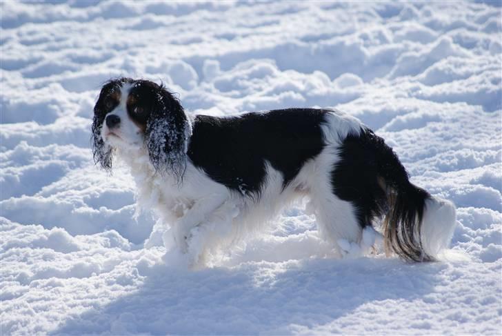 Cavalier king charles spaniel Nynne billede 12