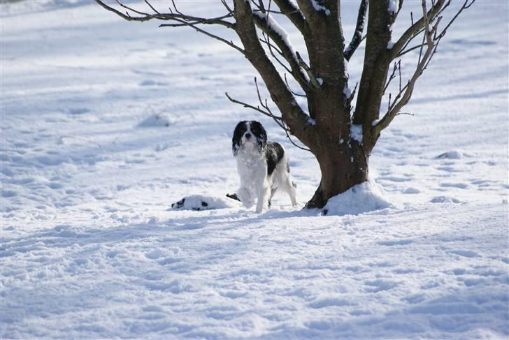 Cavalier king charles spaniel Nynne billede 13