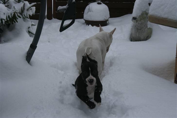 Amerikansk staffordshire terrier Homer - Ahh hun er efter mig :P billede 7