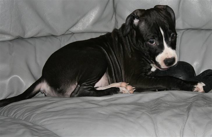 Amerikansk staffordshire terrier Homer - Er det mig i kigger på :P billede 8