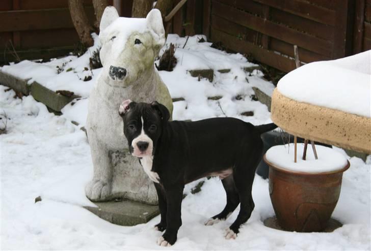 Amerikansk staffordshire terrier Homer - Øv den er større end mig  :( billede 9