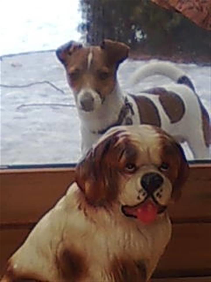 Dansk svensk gaardhund Sonie - angriber ham lige bagfra billede 18