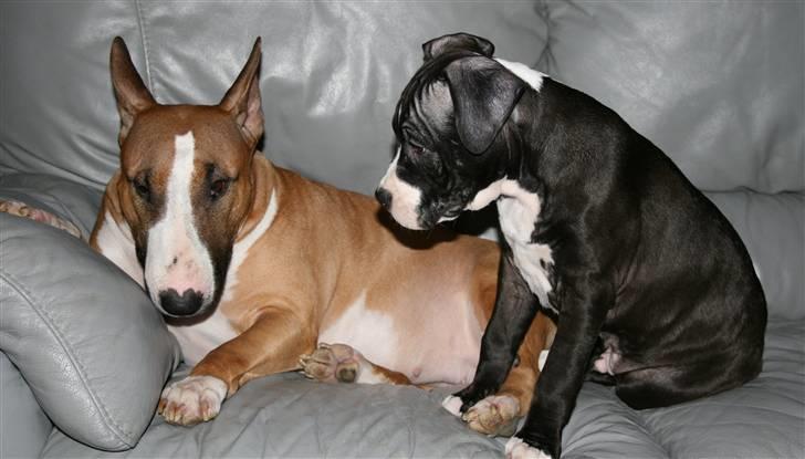 Amerikansk staffordshire terrier Homer - Du er altså meget sød Atia :D billede 10