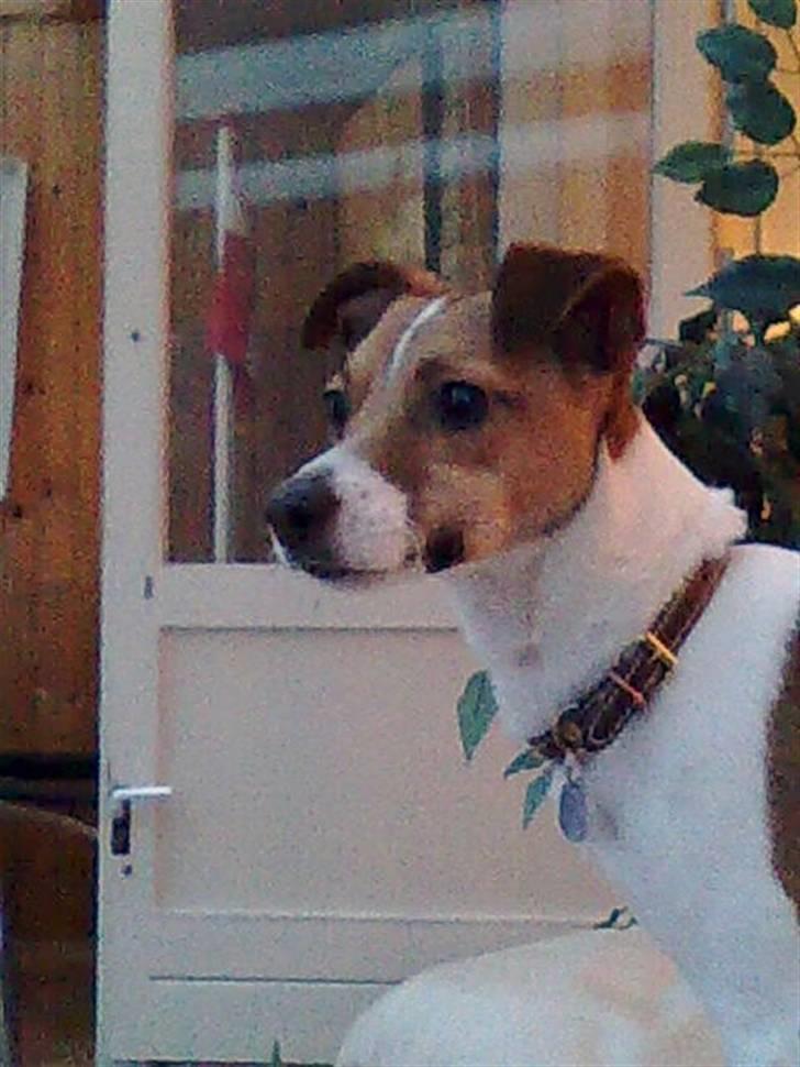 Dansk svensk gaardhund Sonie billede 19