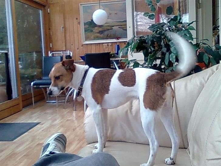 Dansk svensk gaardhund Sonie billede 20