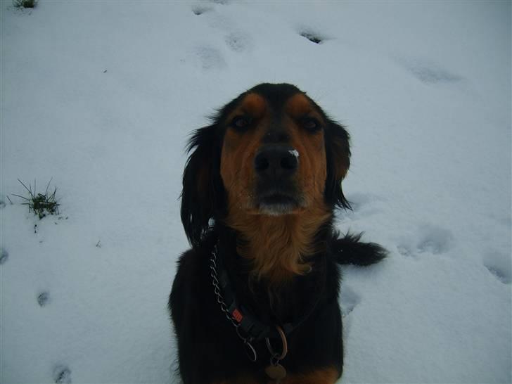 Gordon setter bella billede 1