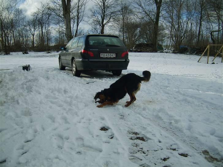 Gordon setter bella billede 2