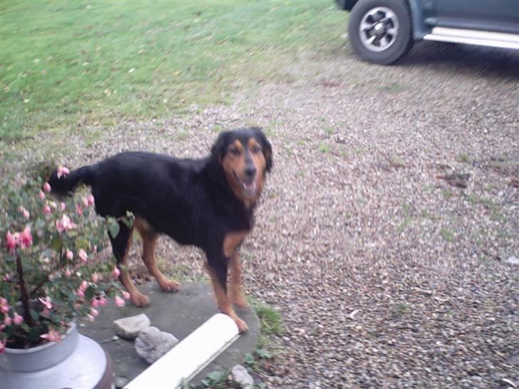Gordon setter bella billede 3