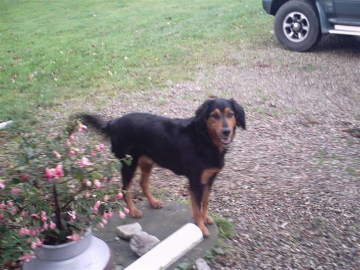 Gordon setter bella billede 4