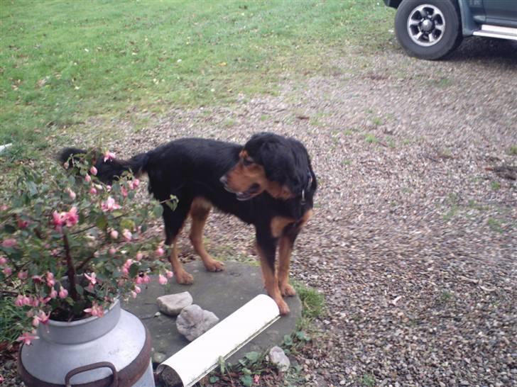 Gordon setter bella billede 5