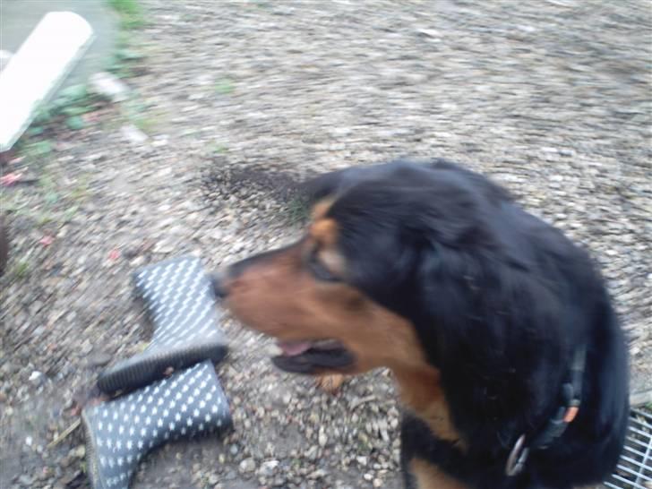 Gordon setter bella billede 6