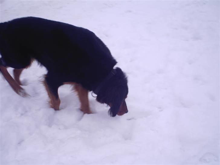 Gordon setter bella billede 7